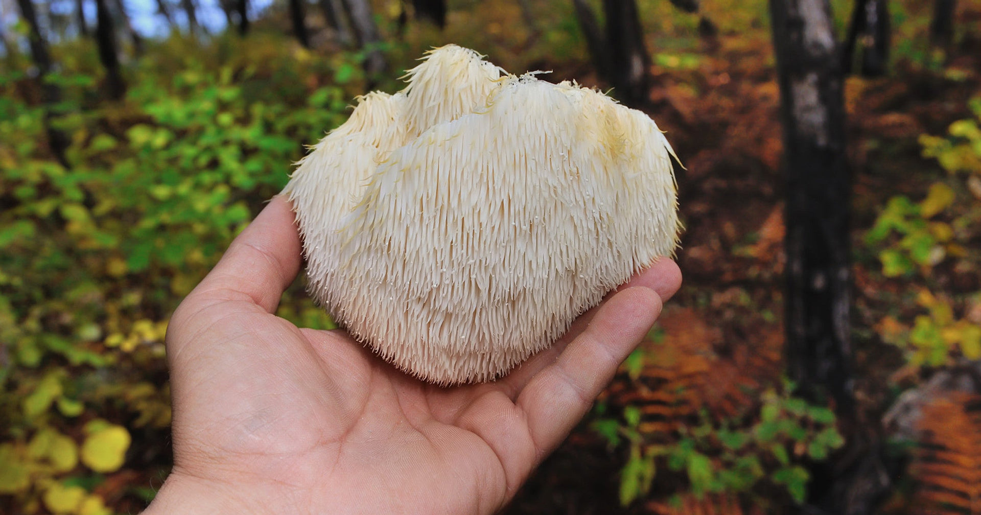 Lion's Mane: A Natural Ally for Enhanced Focus, Memory, and Mood