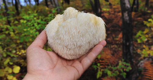 Lion's Mane: A Natural Ally for Enhanced Focus, Memory, and Mood