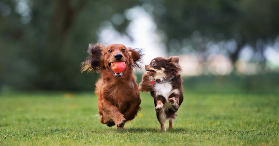 The Pet Parent’s Guide to Better Nutrition: Omega-3s, Glucosamine and MSM Made Simple