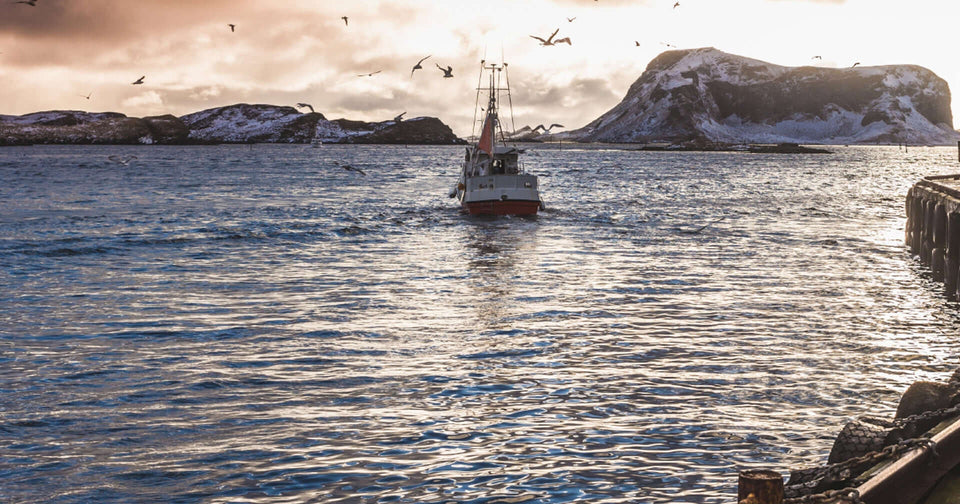 Sustainable Omega-3 Fatty Acids: Balancing Health Benefits and Environmental Impact